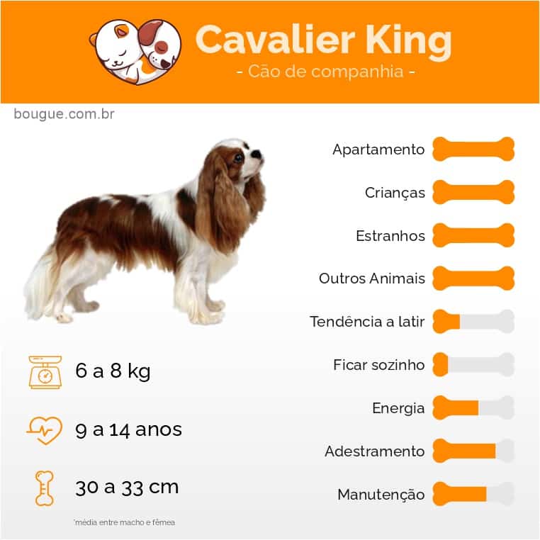 Personalidade e características do Cavalier King Charles Spaniel