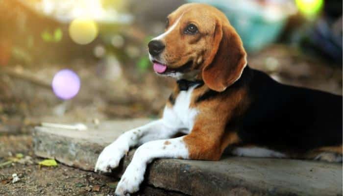 cachorro beagle deitado