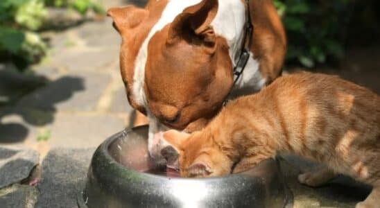 cachorro pode comer comida de gato