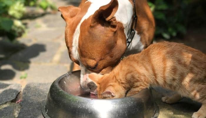 cachorro pode comer comida de gato