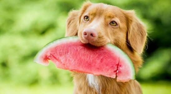 Cachorro pode comer melancia