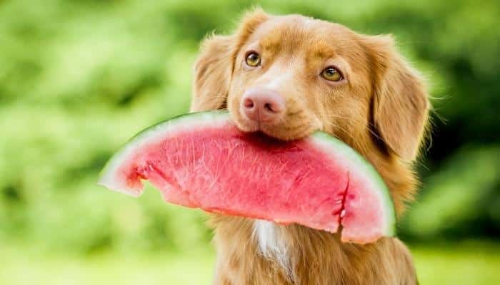 Cachorro pode comer melancia