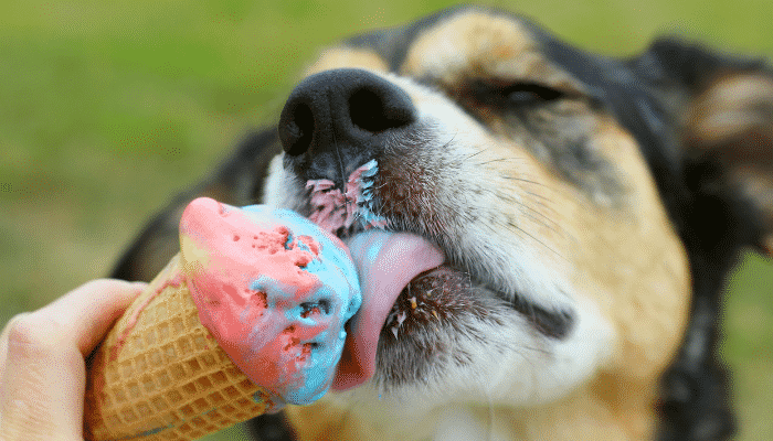 Cachorro pode comer sorvete