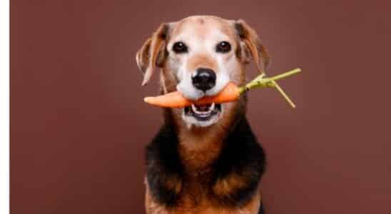 cachorro pode comer verdura