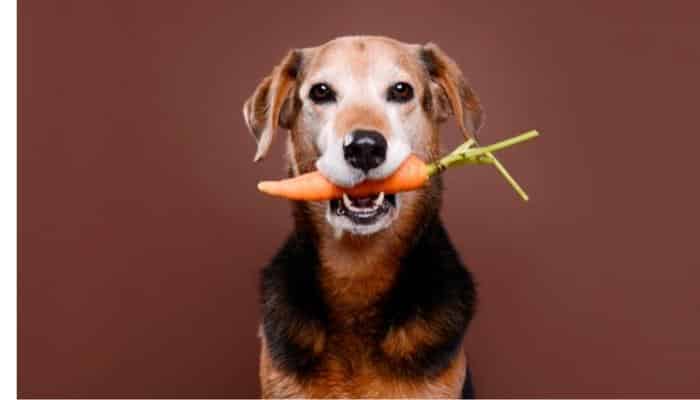 cachorro pode comer verdura