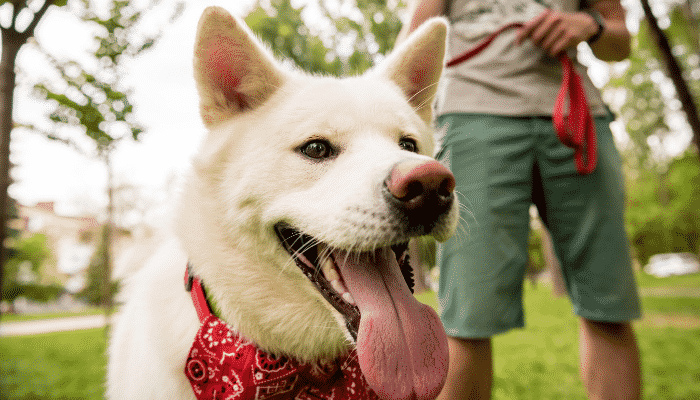 Cão Akita branco