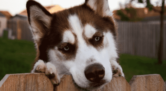 cão Husky Siberiano
