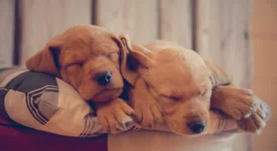 é normal filhote de cachorro dormir muito? dois filhotes dormindo
