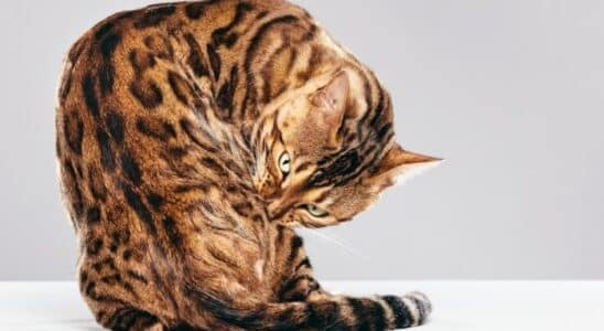 Gato Bengal, o gato igual onça