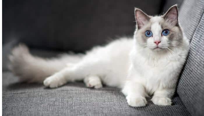 gato Ragdoll de olhos azuis