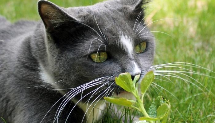 para que serve erva de gato