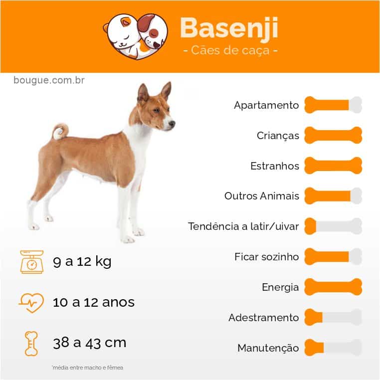 Personalidade do Basenji, o cão egípcio