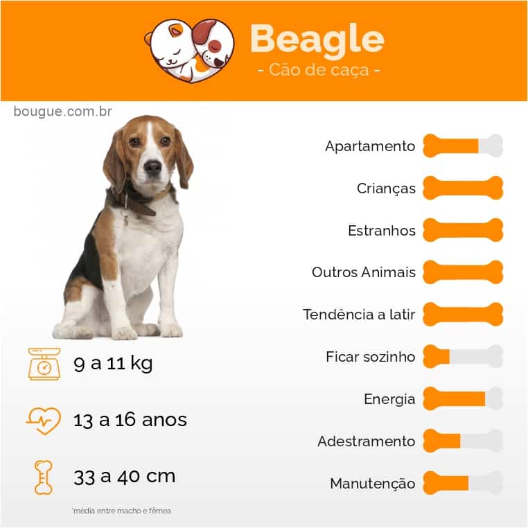 características e personalidade do cachorro beagle