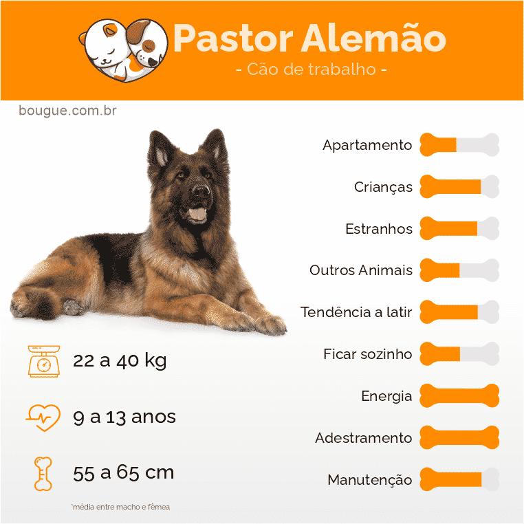 Raças de cachorro: Pastor Alemão