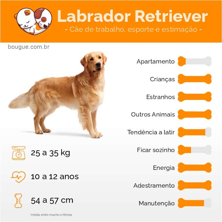 Personalidade e características do Labrador Retriever