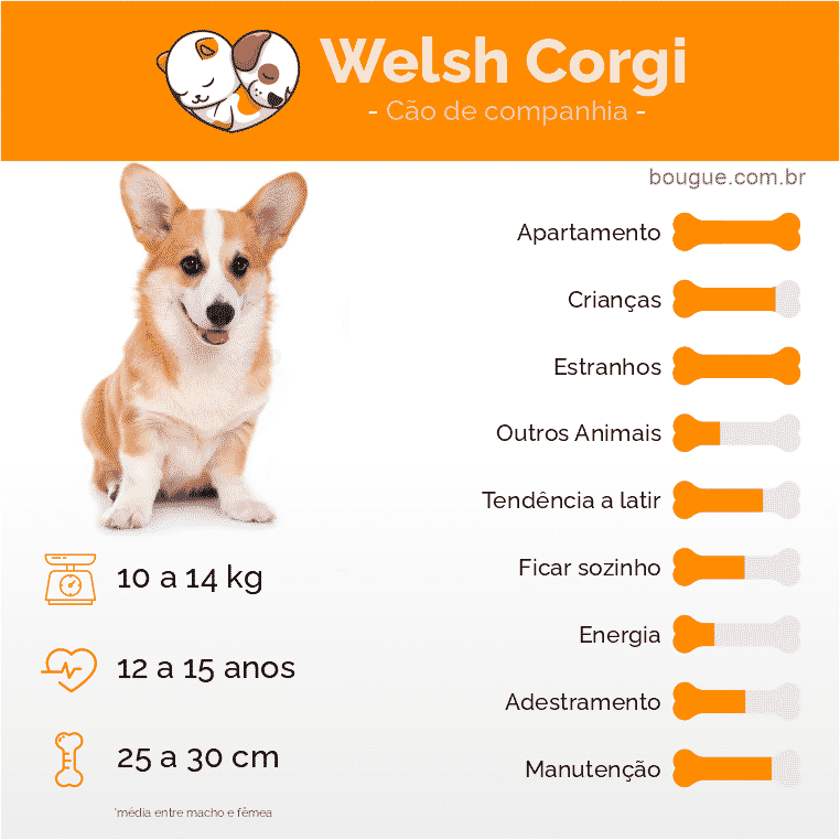 Comportamento e personalidade do Welsh Corgi