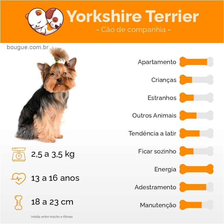 Personalidade e características do yorkshire terrier