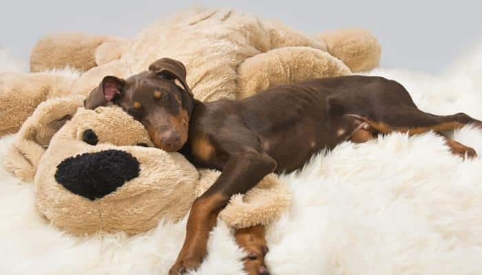 quantas horas um filhote de cachorro dorme a noite? cachorro dormindo com urso de pelúcia