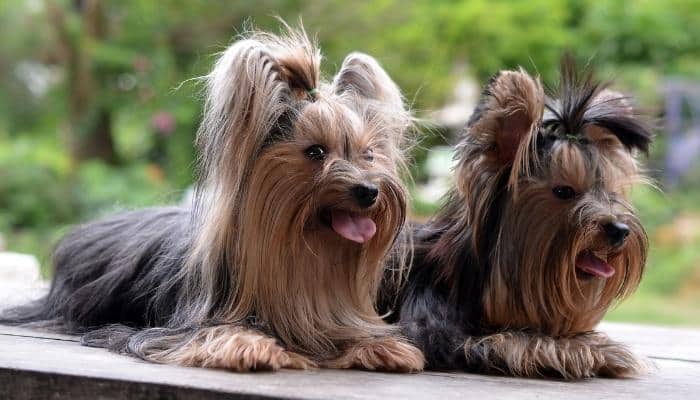 Dois cachorros da raça Yorkshire Terrier