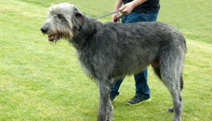 raças de cão de grande porte: cachorro Galgo Irlandês