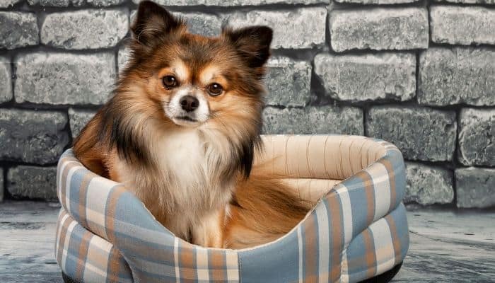 qual o cachorro que vive mais tempo: Chihuahua
