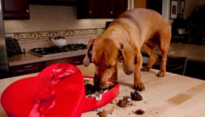 Por que cachorro não pode comer chocolate