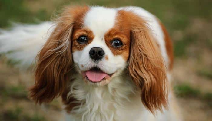 The Cavalier King Charles 