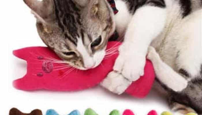 brinquedos com cantip para gato