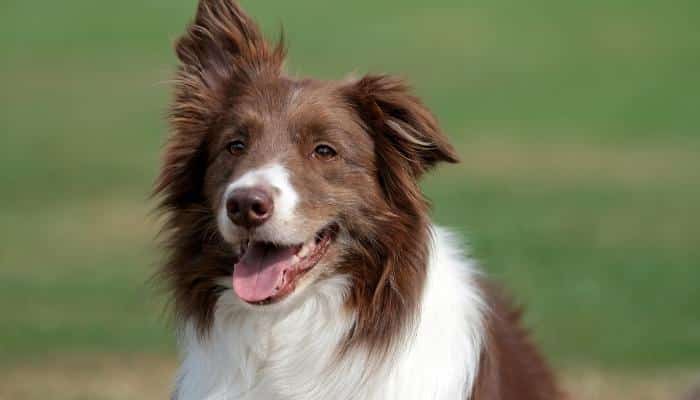 border collie red merle