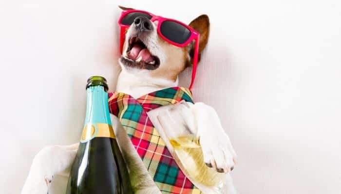 cachorro com champagne