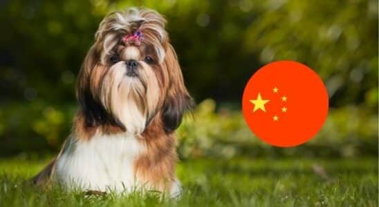 cachorro chinês