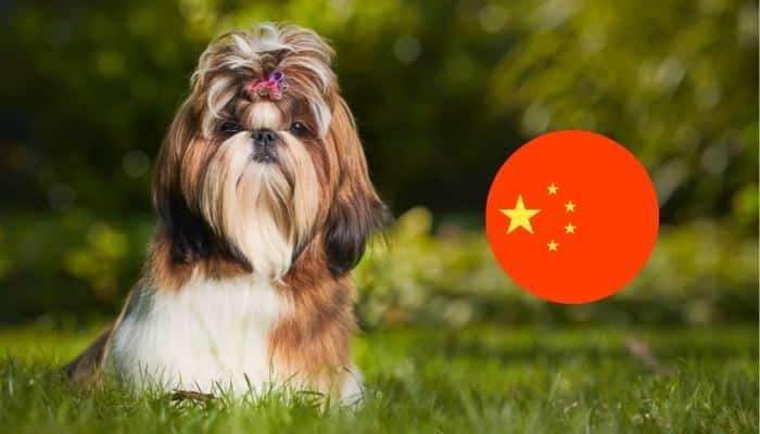 cachorro chinês