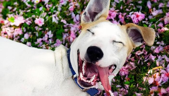 cachorro faz xixi quando feliz. cachorro feliz no meio das flores