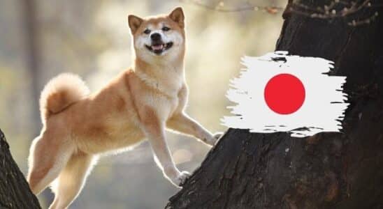 cachorro japonês
