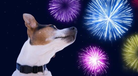 cão com medo de fogos de artifício