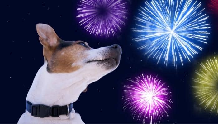 cão com medo de fogos de artifício