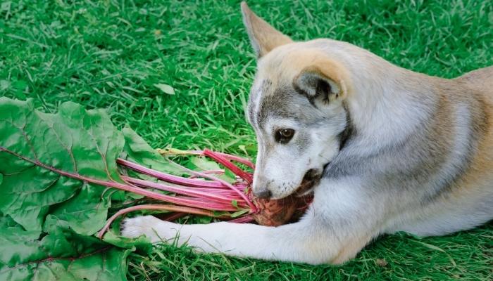 Cão pode comer beterraba