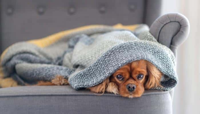 cobertor para cachorro