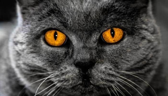 olhos de gato 