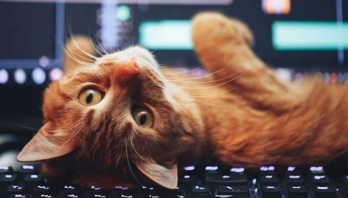 gato no teclado