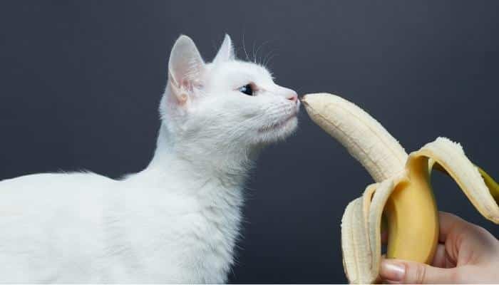 gato pode comer banana