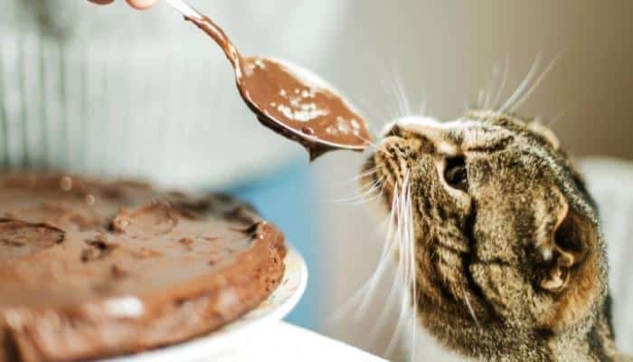 gato pode comer chocolate