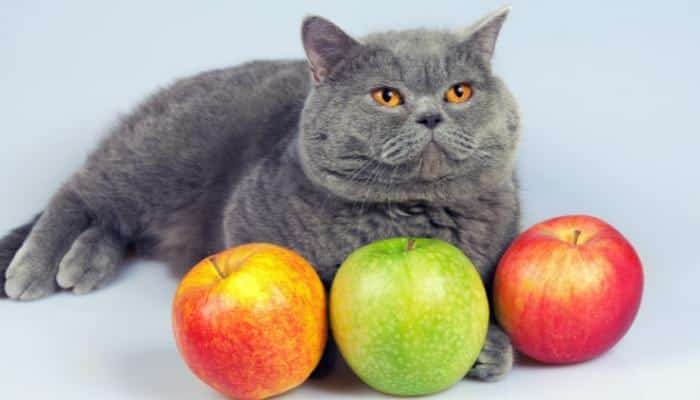 gato pode comer maça? Gato com 3 maças