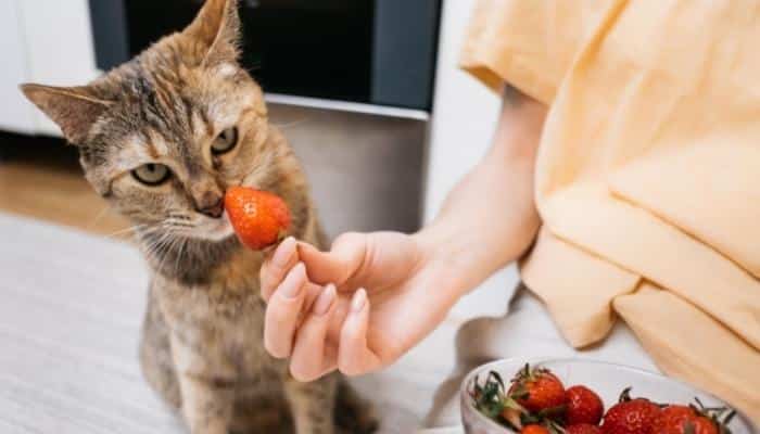 Mostrando morango ao gato.gato pode comer morango