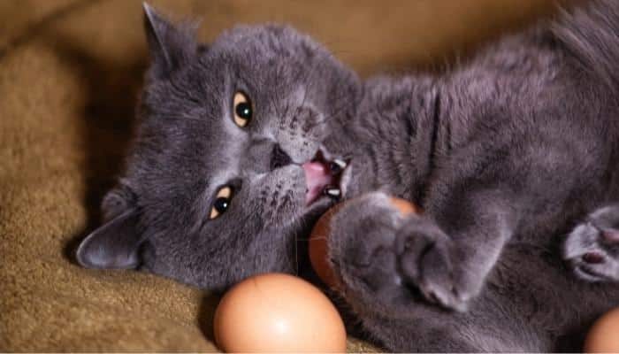 gato-pode-comer-ovo