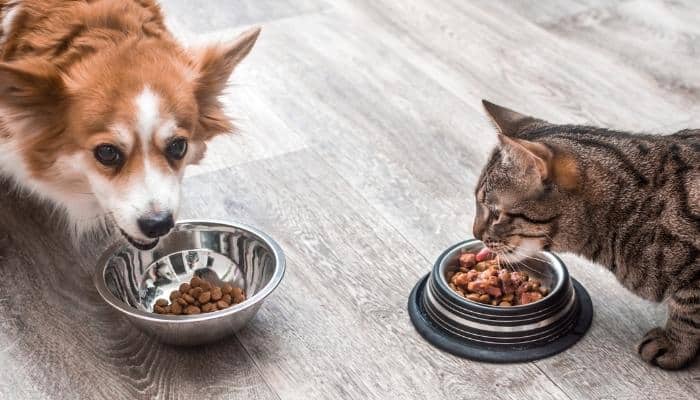 gato pode comer ração de cachorro