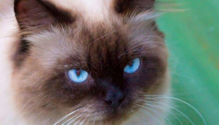 gato de olhos azuis
