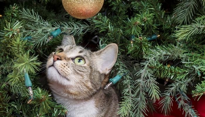 gatos e árvores de natal