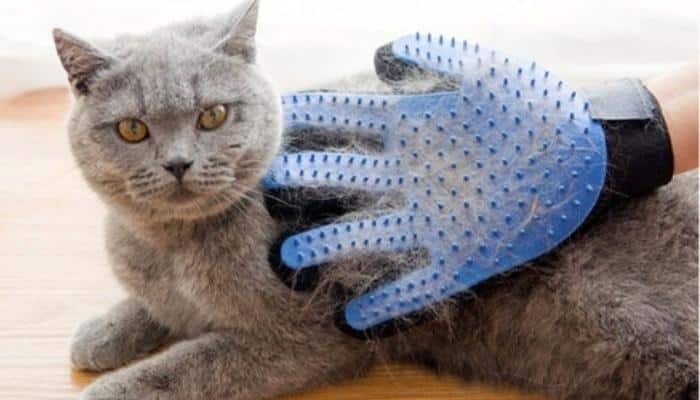 luva de escovar gato
