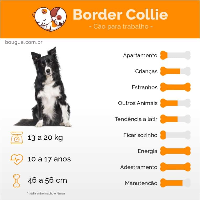 personalidade do cachorro Border Collie